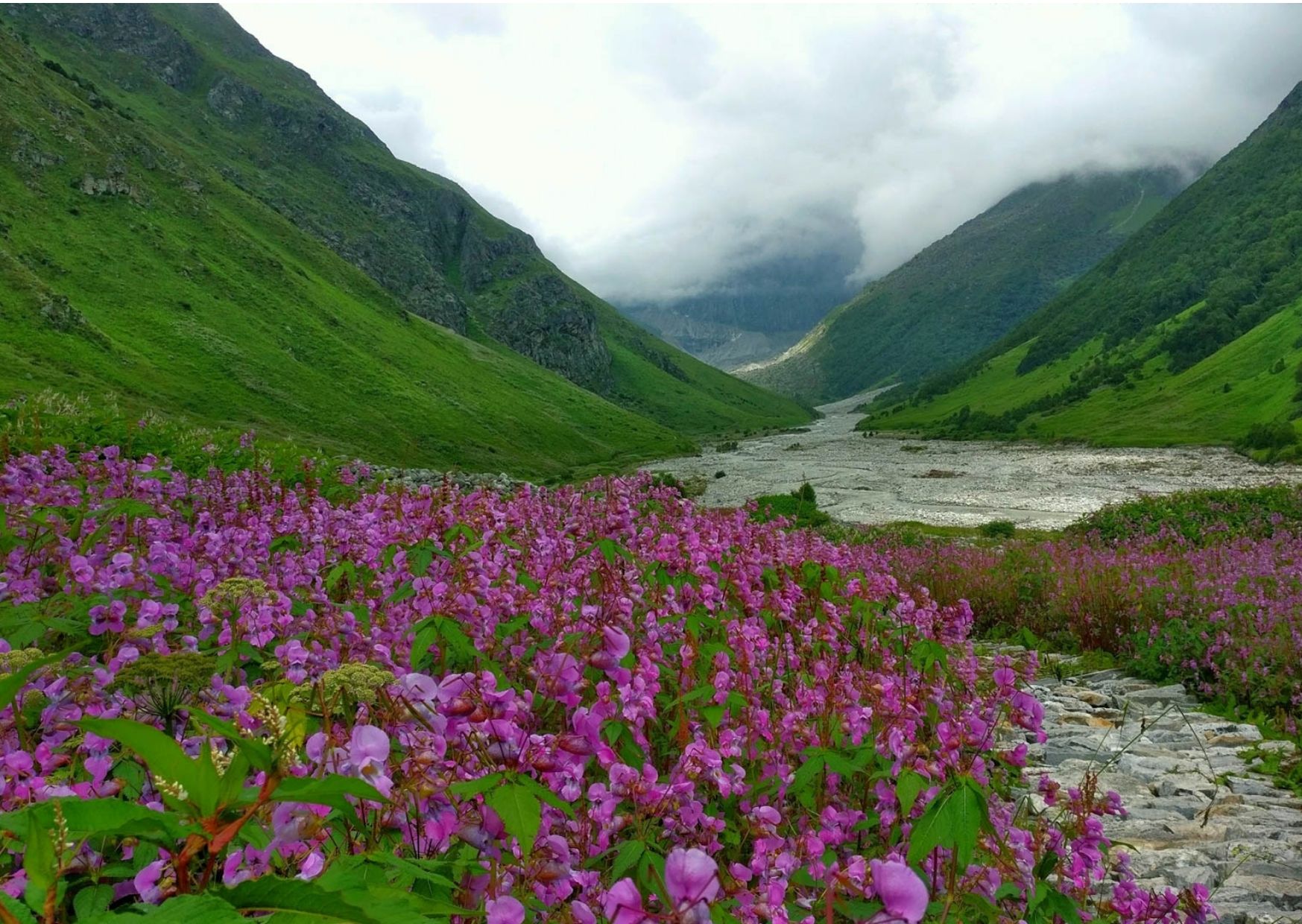 Uttarakhand's Valley of Flowers opens for tourists - Travel Trade Journal