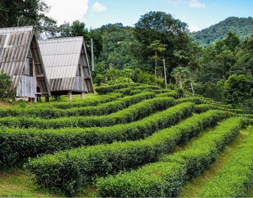 Assam Tea Tourism