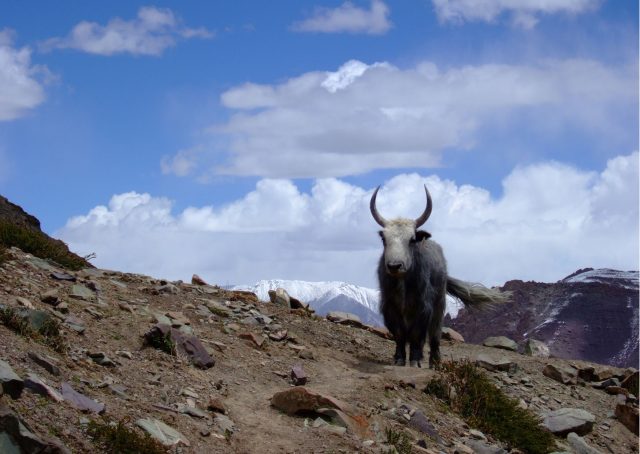 Ladakh Tourism, Yak Preservation