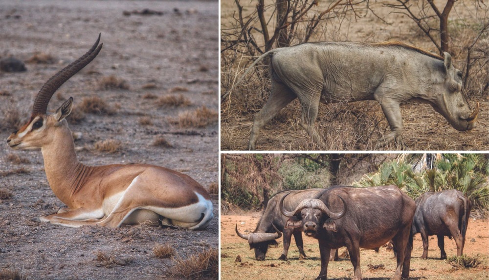 Kenya Wildlife