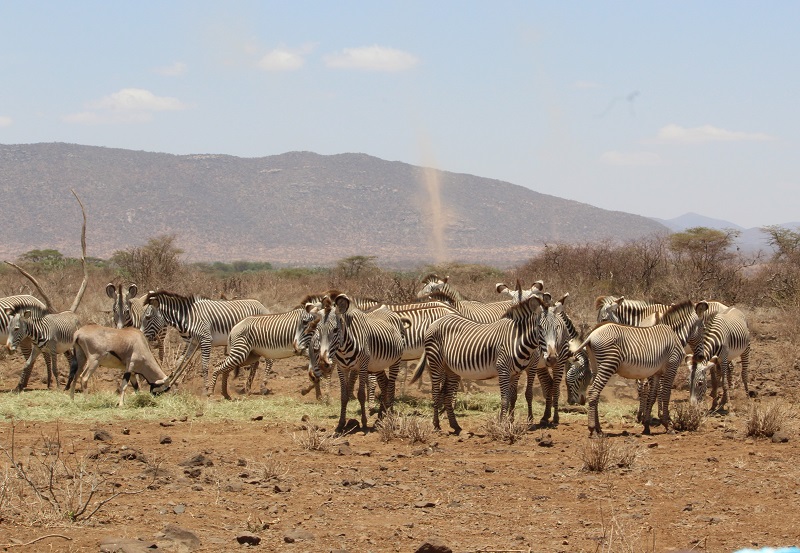 Kenya Wildlife