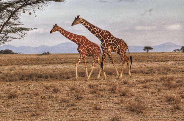 Kenya Wildlife