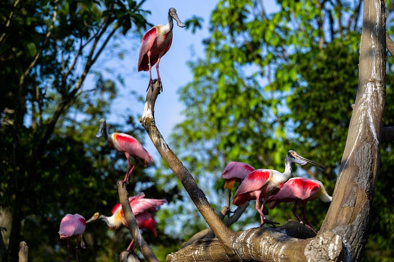 Roseate Spoonbills at Hong Leong Foundation Crimson Wetlands. Photo Credit_ Mandai Wildlife Group