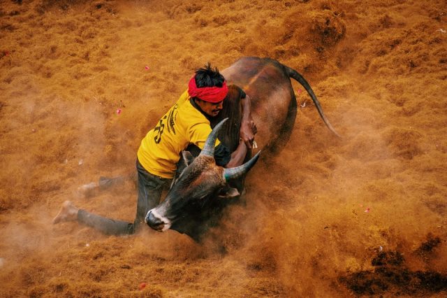 Jallikattu Festival