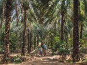 Date Palms - Copyright Ras Al Khaimah Tourism Developmet Authority