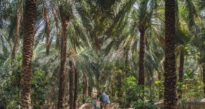 Date Palms - Copyright Ras Al Khaimah Tourism Developmet Authority