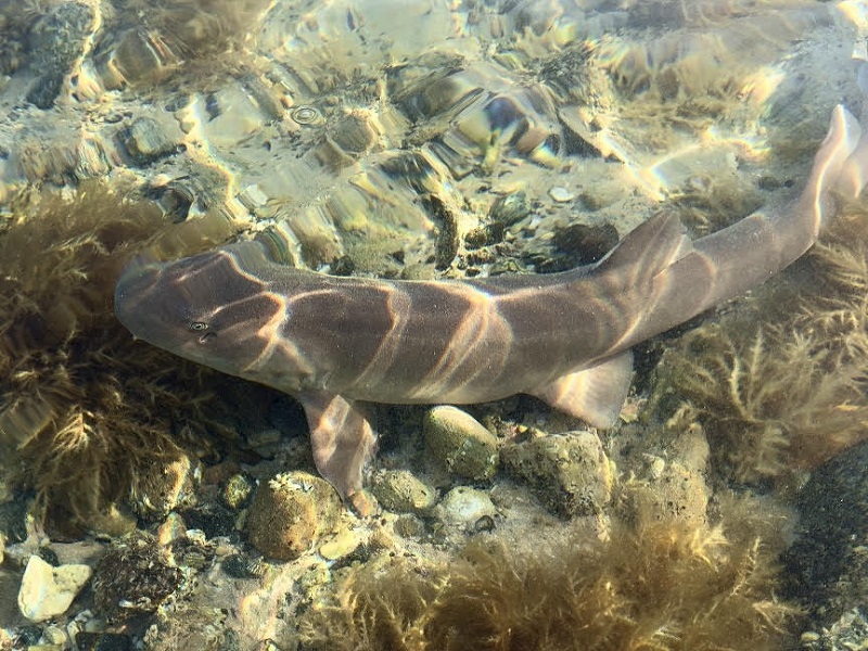 Atlantis Dubai releases sharks into ocean