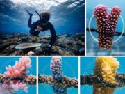Tourism Fiji, Coral Gardeners, Coral Bouquet