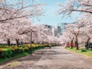 Cherry Blossom in Osaka