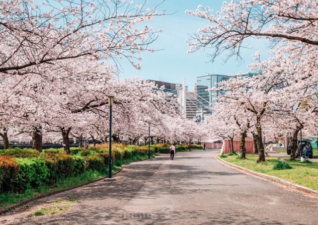 Cerezos en flor en Japón 2024: te esperan las primeras flores y vistas impresionantes