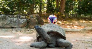 FIFA Beach Soccer World Cup 2025, Seychelles (1)