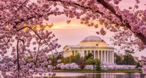 Cherry Blossom Washington DC