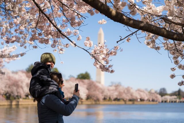 Cherry Blossoms in Washington DC