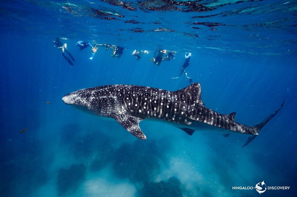 First Whale Sharks of 2025 Season Spotted at Ningaloo, Western Australia