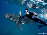First Whale Sharks of 2025 Season Spotted at Ningaloo, Western Australia