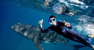 First Whale Sharks of 2025 Season Spotted at Ningaloo, Western Australia