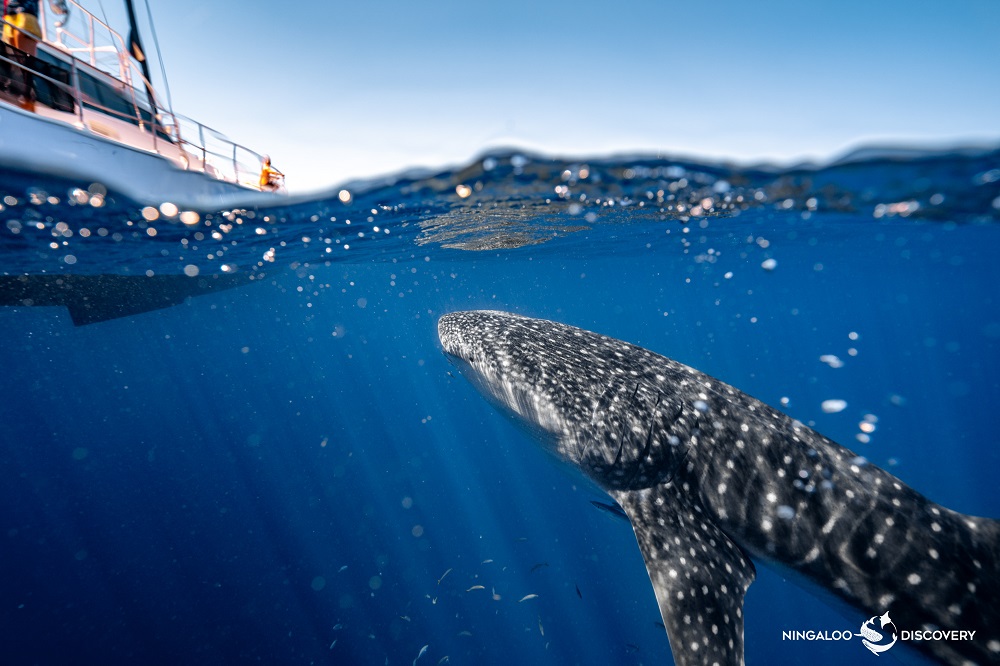 First Whale Sharks of 2025 Season Spotted at Ningaloo, Western Australia