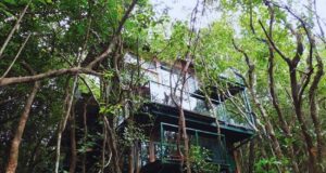 Jungle Machan